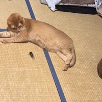 寝転がる猫に近寄っていくセミ（距離近め）