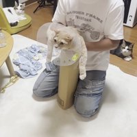 段ボールにIN