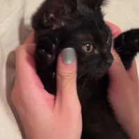 バンザイをしている子猫