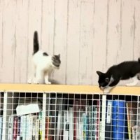 フェンスを触る黒白猫と忍び寄るぶち猫