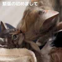 子猫の口元に顔（右側）をくっつけている麦わら猫