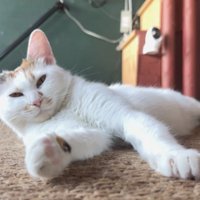 くつろぐモコちゃん