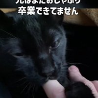 指をしゃぶる猫