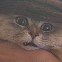 目を丸くする猫
