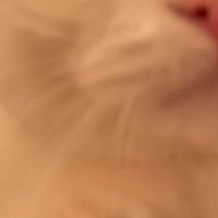 猫の顔