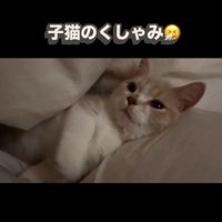 布団の間に横になっている子猫