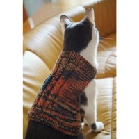 ニットを着ている猫