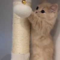 キャットタワーのボールを前足で叩く子猫