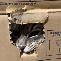 「顔出すのかわいいって...」のテロップ写真