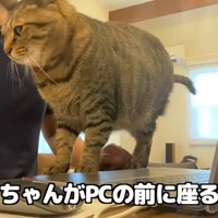 パソコンをしている飼い主と目の前に立つ猫