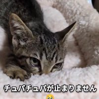 猫ベッドを吸う子猫