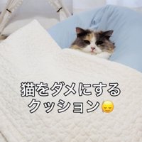 クッションでくつろぐ子猫