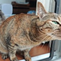 扉から出てきたりんちゃん