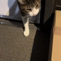 出迎える猫