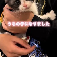 抱っこされる子猫