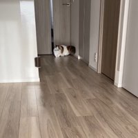 ドア前に落ちたおもちゃを咥える猫