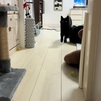 リビングの奥からカメラに向かってくる猫（引き）