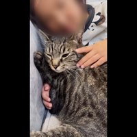 くっつくももまるちゃん