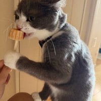 おやつに齧りついている猫