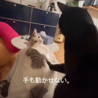 固まる猫