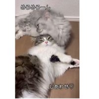 室内にいる猫たち