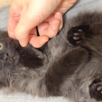 仰向けのベニちゃん