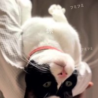 抱っこされ頭が落ちている猫