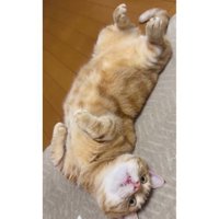 寝転がる猫