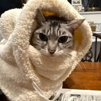 帽子をかぶってカメラ目線の猫