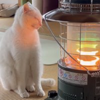 ストーブの前でくつろぐ猫の写真4