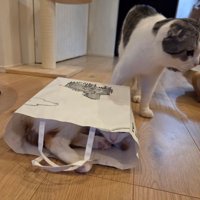 紙袋に隠れてくつろぐ猫