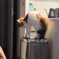 「やんのか」する猫