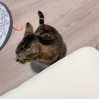 目の前に座る猫