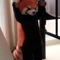 窓とベッドの隙間に立てかけられているレッサーパンダのぬいぐるみ