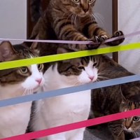 家の中にはってあるテープをにさわる猫