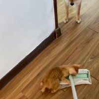 掃除道具のヘッド部分に乗る子猫