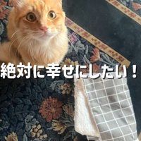 室内で大きな瞳を向ける茶々丸ちゃん