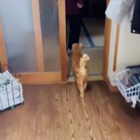 お母さんのところに行く茶トラ猫