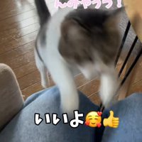 飼い主の膝にジャンプする猫