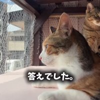 外を見ている猫の横顔