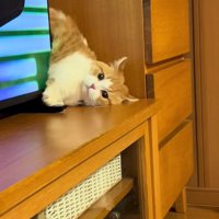 バックする子猫