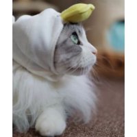 被り物をつけている猫