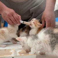 離乳食を口に入れられる猫、平皿から食べる猫
