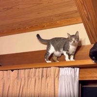 キャットウォークの猫