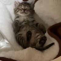 仰向けで寝る子猫
