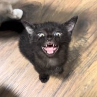 大きく口を開けた姿