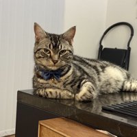 テーブルの上で肘をついてくつろぐ猫