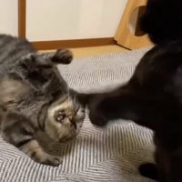 猫パンチ
