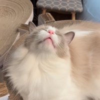 薄目を開けて確認する猫