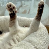 両手を上げた猫2